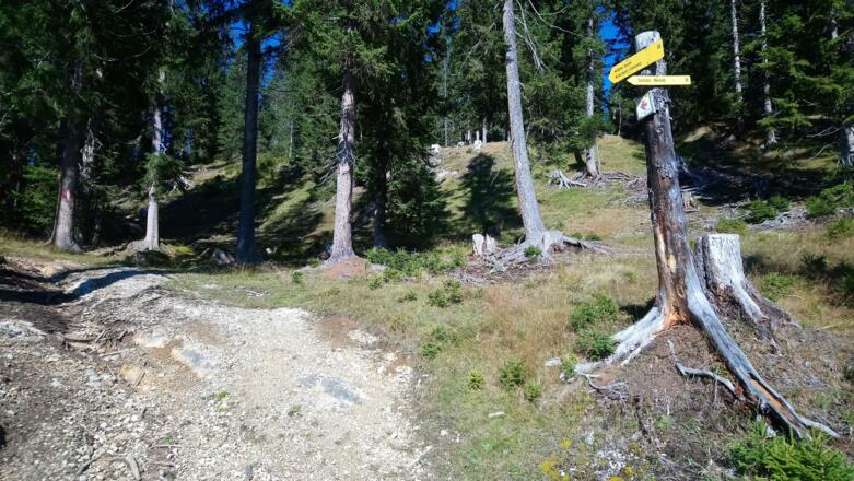 hier läßt sich nochmals zur Bergwiese mit anschließendem Abstich über den Hohen Sich aufsteigen.