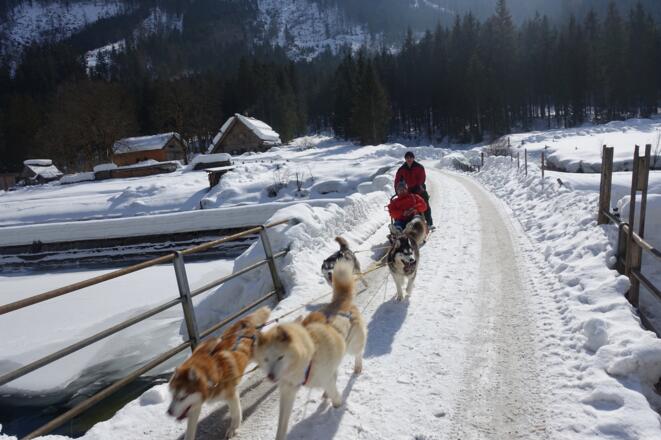 Husky-Schlittenfahrten
