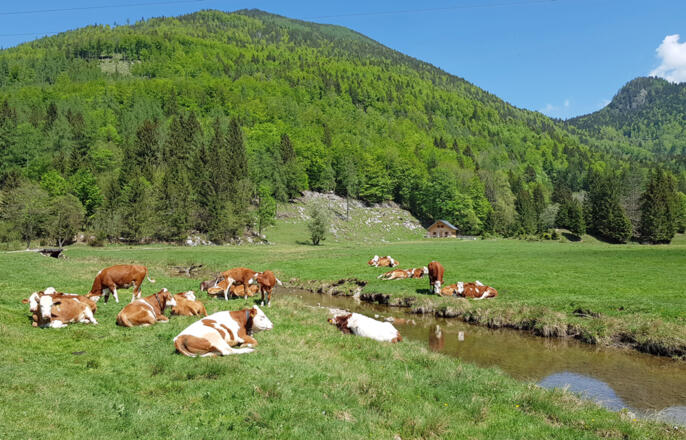 Moosalm