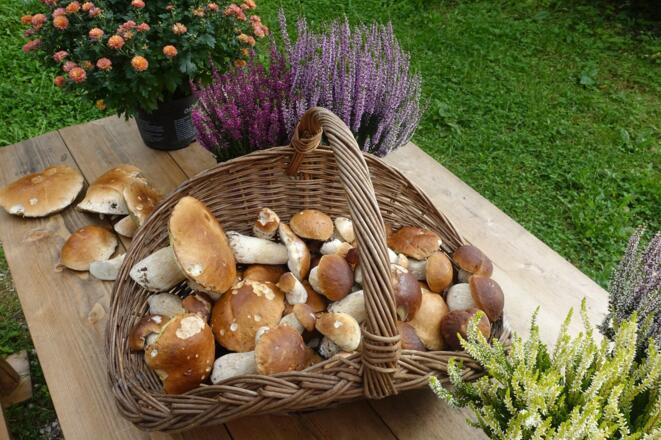Herbst-Abenteuer Pilze sammeln: Herrliche Steinpilze aus unserem Hüttenforst