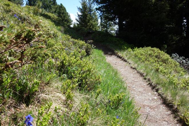 auf schönem Steig, im Frühjahr mit zahlreichen Enzianen