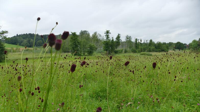 Der große Wiesenknopf kommt auf feuchten Standorten vor.