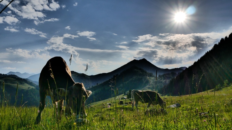 Kühe auf der Himmelmoos-Alm