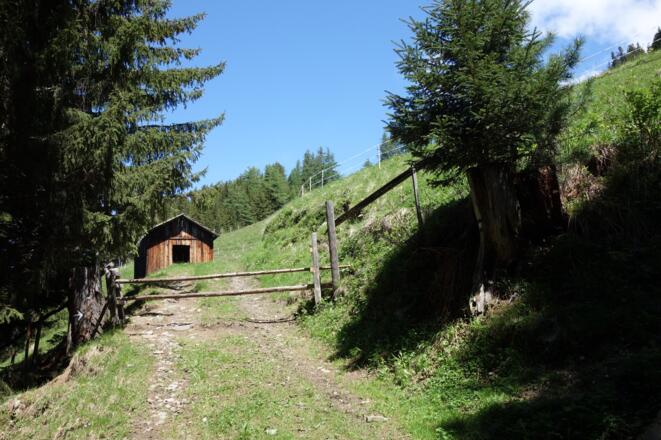 kurz vor Erreichen der Patscheralm, hier kann weglos und steil durch den Wald links abgekürzt werden