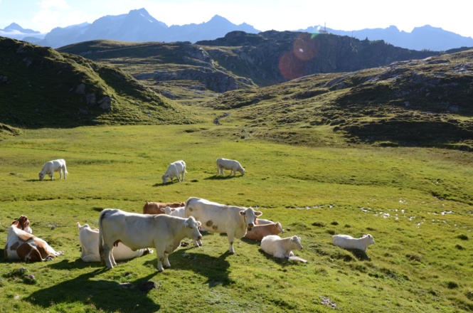 Warum diese Sumpflandschaft beim Tauernmoossee wohl Kühtauern heißt?