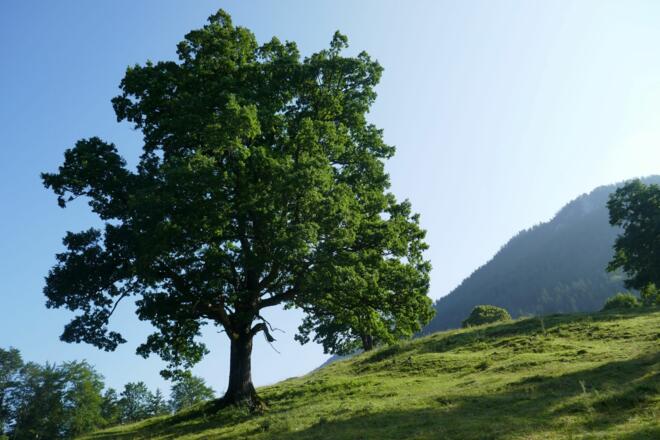 Mächtiger Ahornbaum beim Anstieg zur Spitzingalm