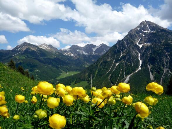 Wildental_Sommer