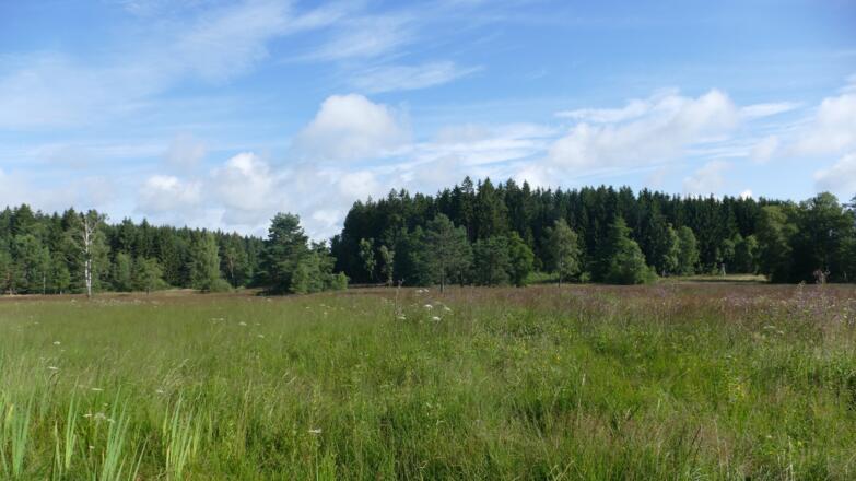 Das Brandmoos ist ein Quell- und Niedermoor