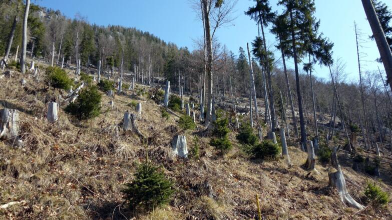 Querung rechts zur Forststraße mit Spitzkehre ~950 m