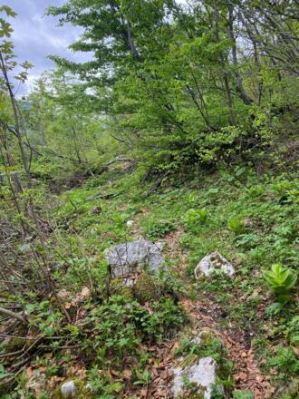 Pfarrersteig im Schneidhofgraben