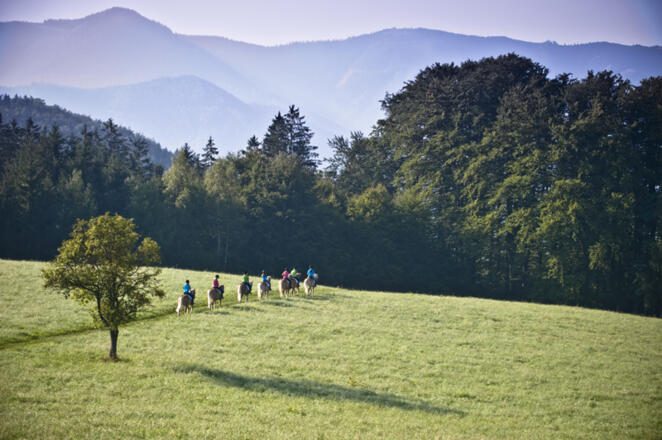 Reiterhof Krenn - Edtbauer
