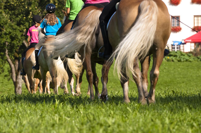 Reiterhof Krenn - Edtbauer