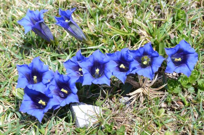Mit kleinen botanischen Highlights am Wegrand darf gerechnet werden.