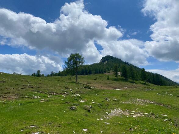 Beim einzelnen Baum verlässt man mit Steinmandl markiert den Almweg und zweigt über die Wiesen Richtung Schiaches Loch und Hochwieskopf ab
