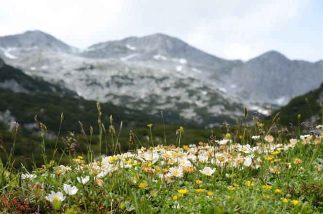 Blumengeschmückter Rückblick zum Bleikogel
