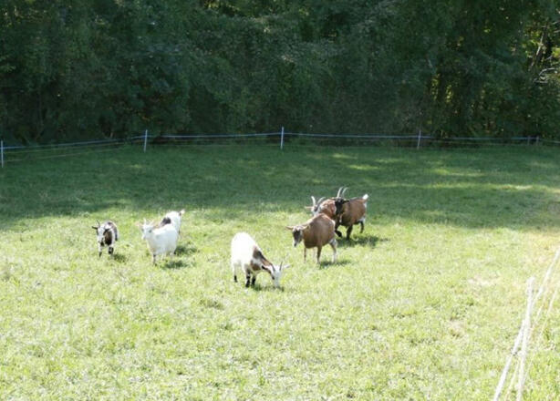 Kräuterhof Miesrigl - Losenstein