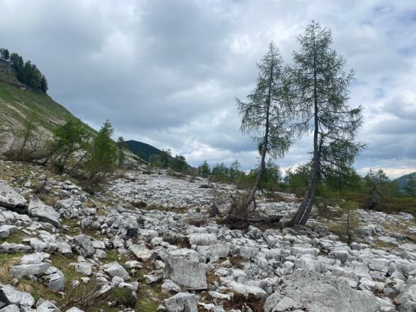 Auf dem Steinplateau unterhalb vom Dürlstein geht es relativ gut markiert links aufwärts, den Pfadspuren folgend