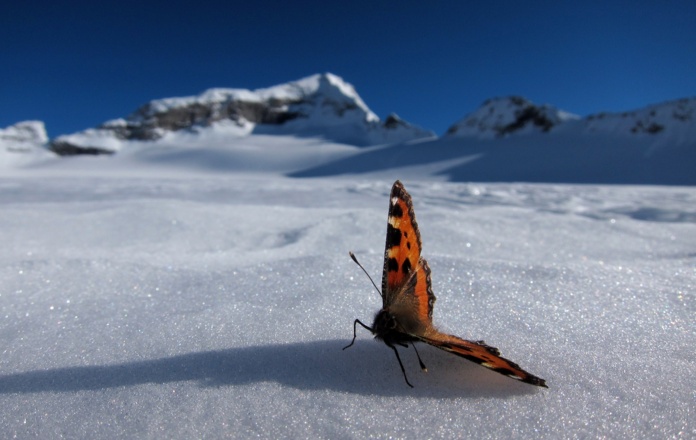 Schmetterling am Stampflkees.