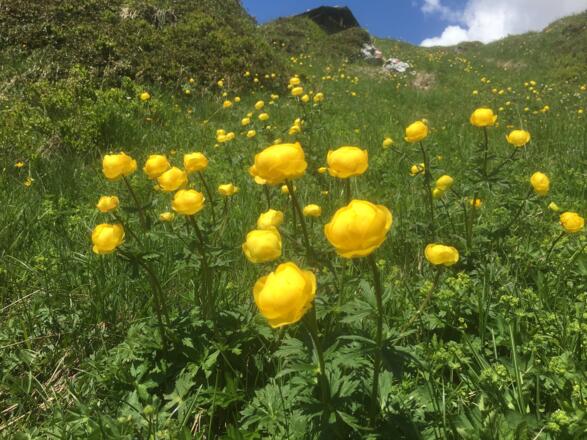 Blumen auf dem Weg zum Gipfel (Trollblume)