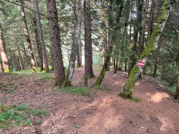 Durch den Wald ins Tal