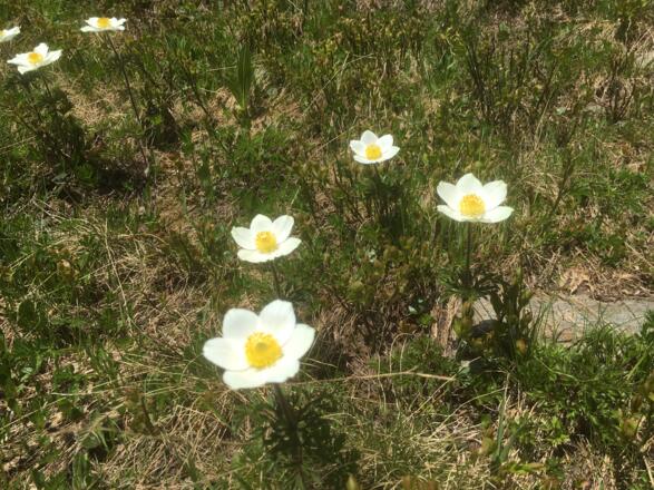 Blumen am Wegesrand (Alpen-Kuhschelle)