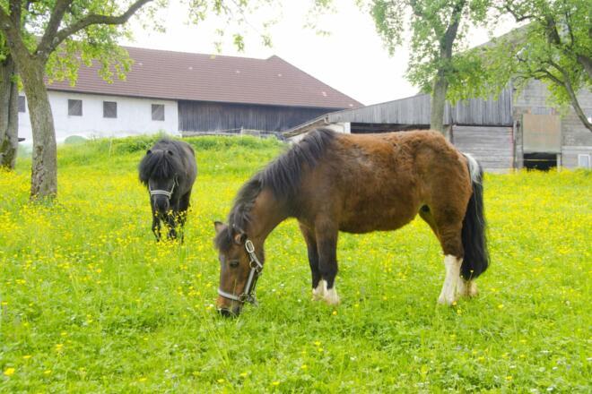 Bauernhof/Pferde