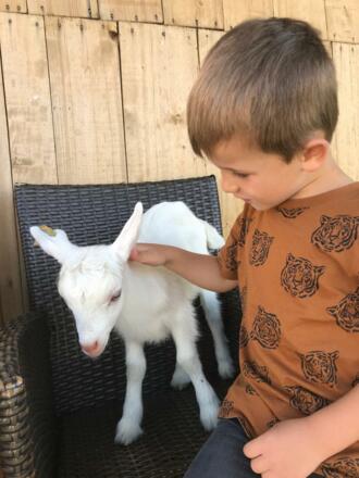 Ferien und Ziegenhof Hebesberger \"Gaferhelm\"