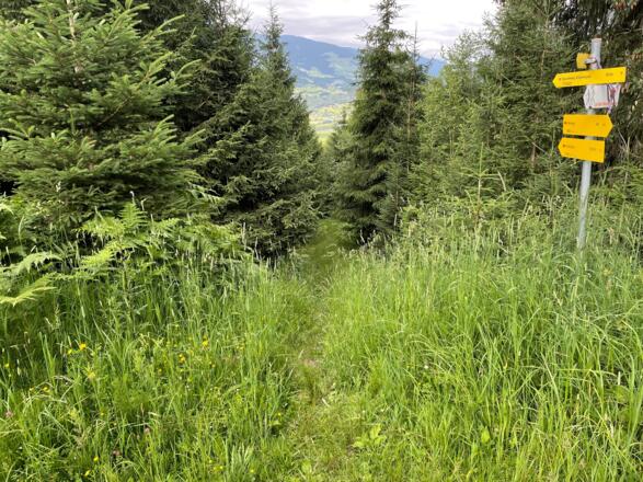 Wanderweg ins Tal