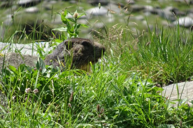 Murmeltiere entdeckt