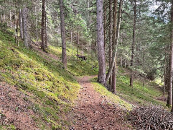 Waldweg nach Steinbach.