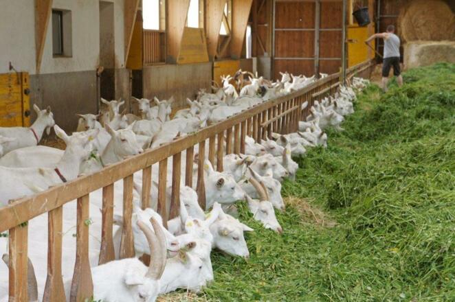 Ferien und Zigenhof Hebesberger \"Gaferhelm\"