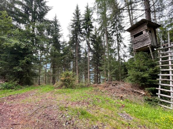Links beim Hochstand geht´s in den Wald bergab.