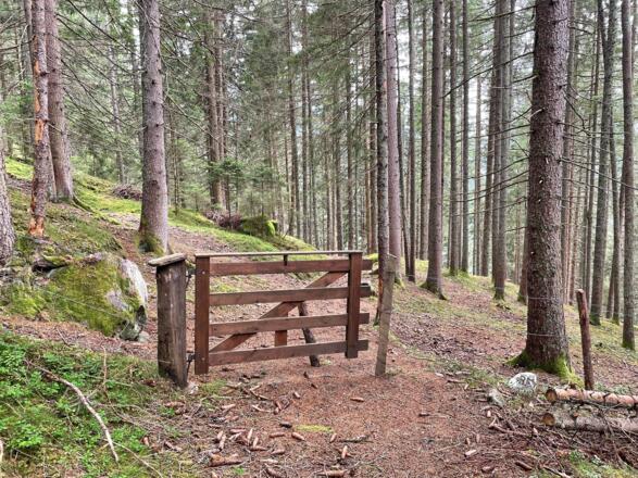 Waldweg nach Steinbach.