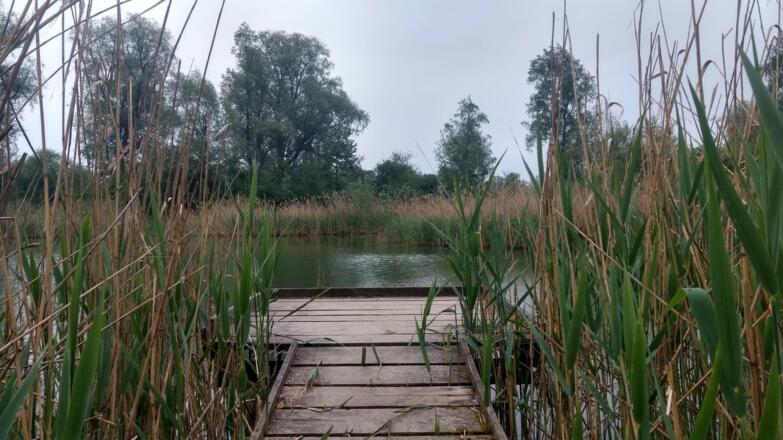 Fischteich in den Innauen