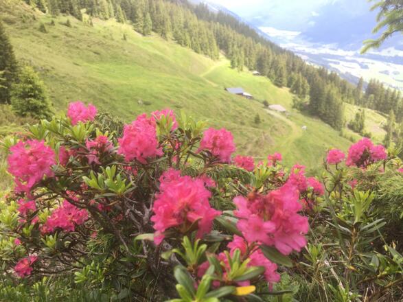 Alrmosen blühen am Wegesrand