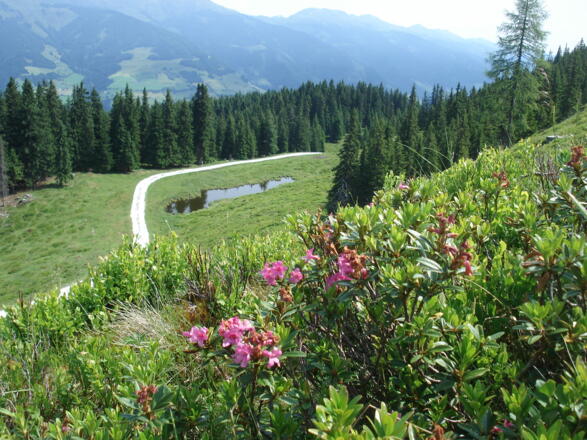 Almrosen bei der Pölsenalm