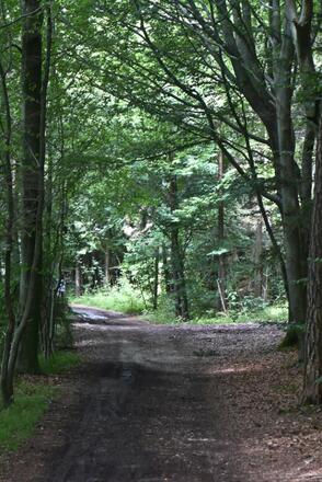 Wegverlauf am Tachinger See