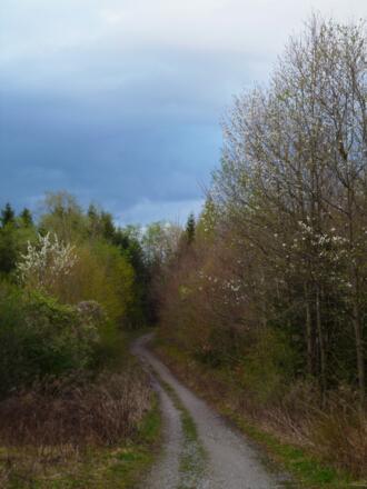 Bald wird der Wald wieder heller und es geht auf ruhigen Forstwegen zurück in Richtung Dietlhofer See.