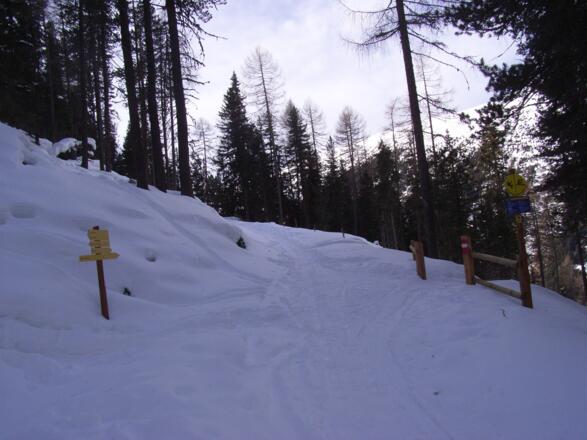 Wir erreichen eine Forststraße, der wir folgen ...