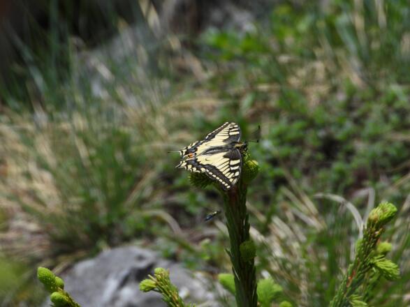 Schwalbenschwanz am Gipfel