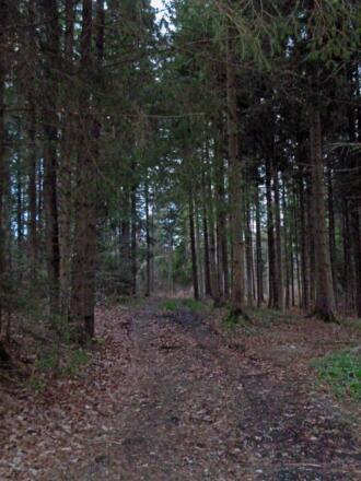 Der anfangs etwas unscheinbare Forstweg führt tief hinein in den dichten Wald südlich des Weilers Dietlhofen.