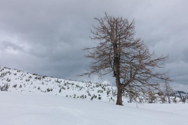 alte Lärche auf der Tauernkarleitenalm