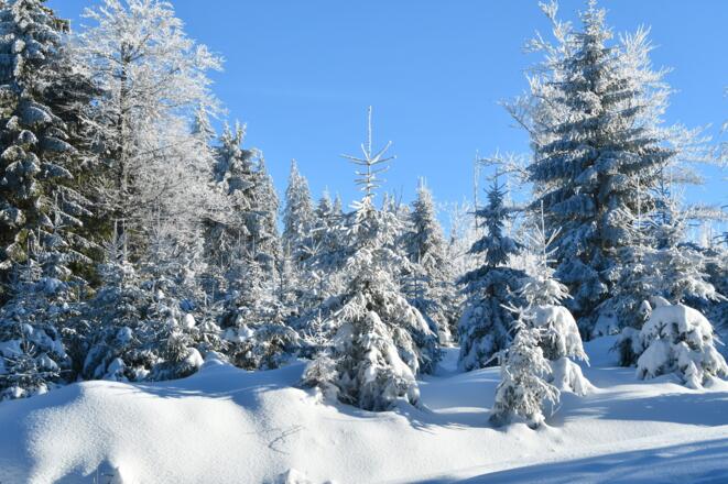 Winterlandschaft entlang der Forststraße
