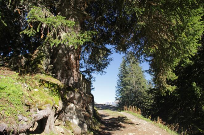 Zustieg zur Biberacher Hütte