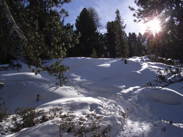 Der Wal wird lichter.