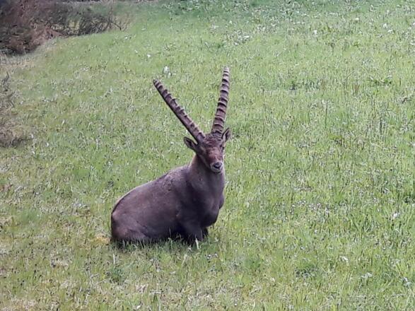 Steinbock im Gehege am Bierweg