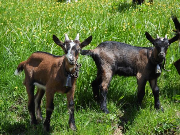 So süß, die kleinen neugierigen Ziegen