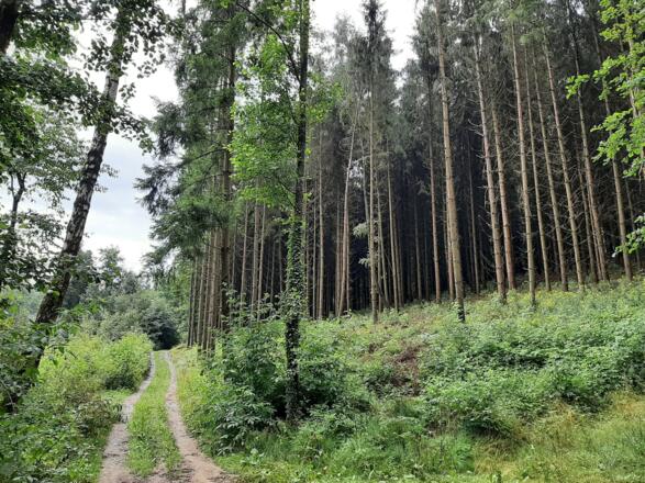Waldweg