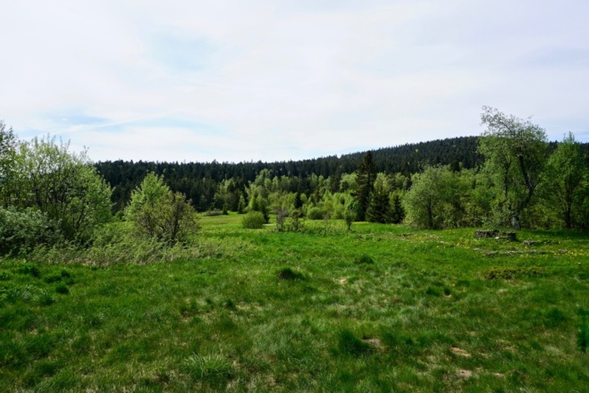 Hochmoor Oberbreitenau