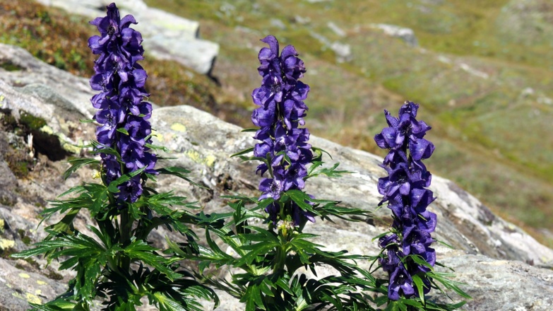 Blauer Eisenhut bei der Querung um 2325m